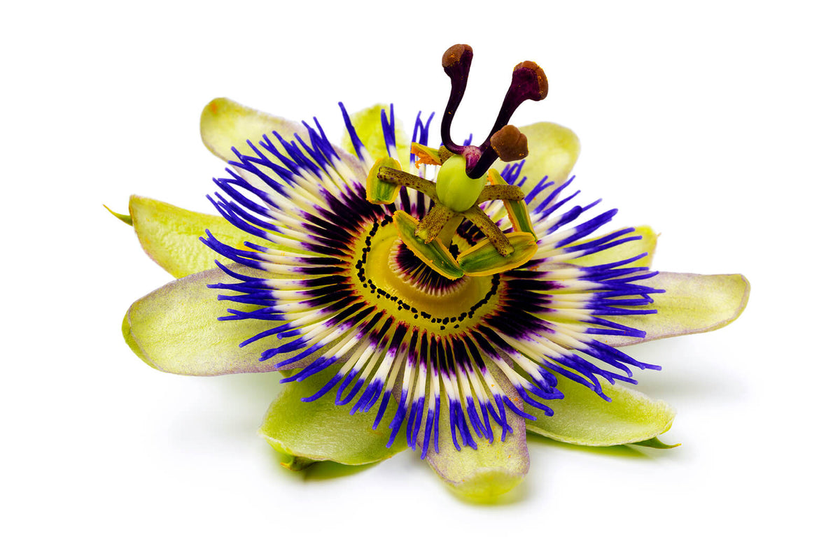 Die Passionsblume – Natürliche Hilfe für Entspannung & Schlaf